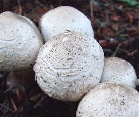 White Round Mushroom Finnerty Gardens University Of Victo Flickr