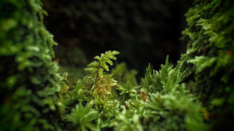 Closeup View Of Plants In Forest Hd Forest Wallpapers Hd Wallpapers