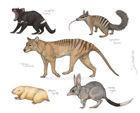 Marsupialia 2 By Gredinia On Deviantart Extinct Animals Australian