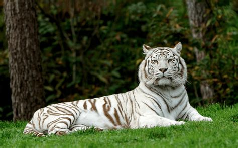 Whats The Meaning Of A White Tiger