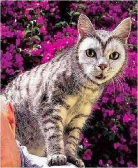 35 Cats With Totally Cool Cat Marking