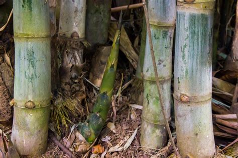 How To Grow Edible Bamboo Shoots Modern Farmer