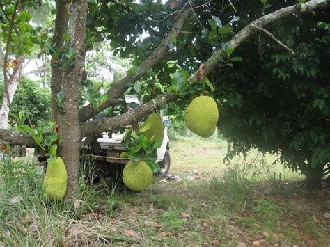 Daleys Fruit Tree Blog Extra Jakfruit Pictures
