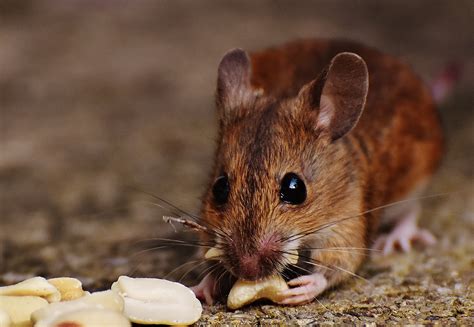 Brown Field Mouse Free Image Peakpx