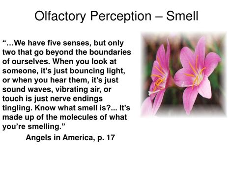 Ppt Olfactory Perception Smell Powerpoint Presentation Free
