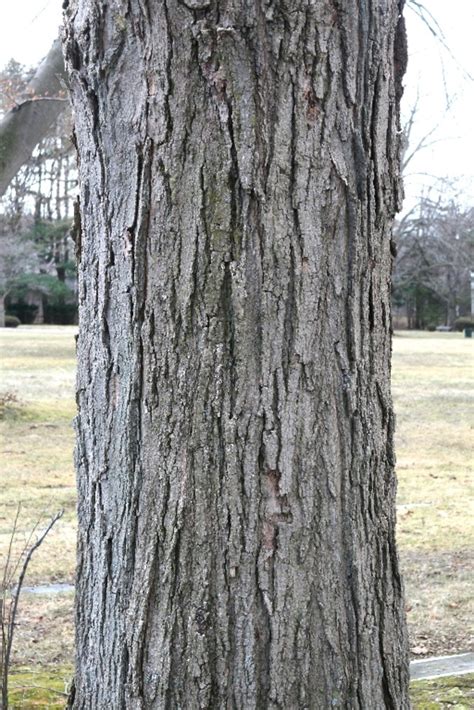 The bark on a young sugar maple tends to be smooth with a light brown or gray color. Sugaring 2016 - The sticky, burny maple syrup thread - The ...