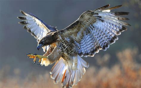 Peregrine Falcon Wallpapers Top Free Peregrine Falcon Backgrounds