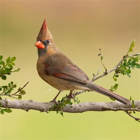 This Female Cardinal Has Some Of The Prettiest Colors I Have Seen On