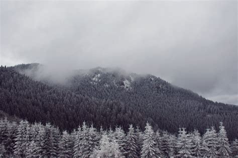 Gray Scale Photo Of Green Pine Trees Covered With Snow · Free Stock Photo