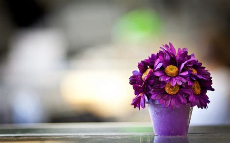 Flowers are one of the most popular subjects among photographers. free download Beautiful Purple Daisy Flower Pot Macro ...