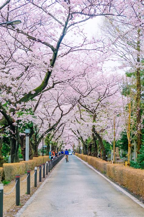 8 Of The Most Beautiful Parks And Gardens In Tokyo Tokyo Weekender
