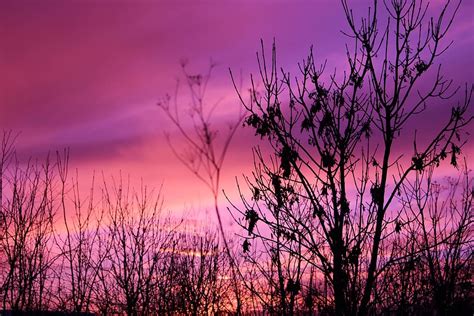Dark Sunset Purple Clouds Sky Trees Silhouette Beauty In Nature