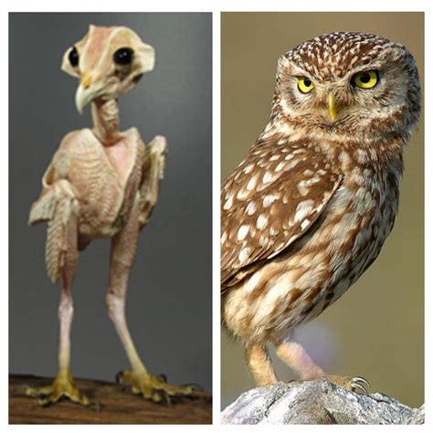 If You Ever Wondered How A Naked Owl Looks Like Gag