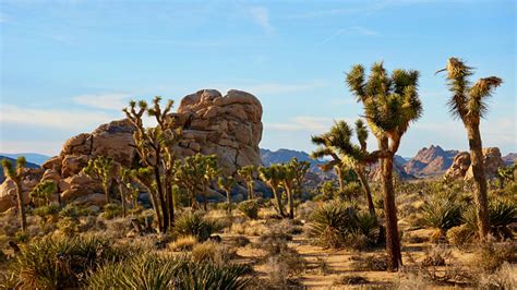 Joshua Tree National Forest Stock Photo Download Image Now Istock