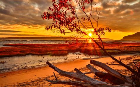 Autumn Tree By The Ocean Hd Wallpaper Background Image 2560x1600 Id772208 Wallpaper Abyss