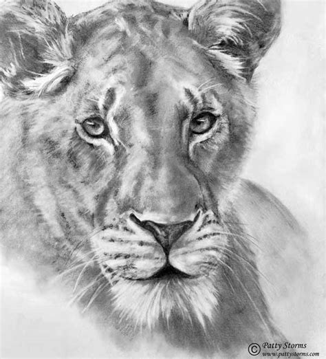 Lioness Pencil Drawing
