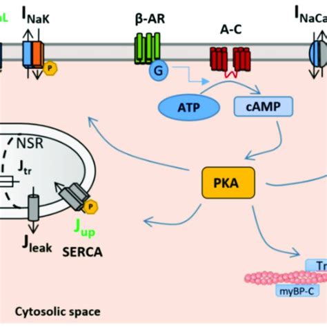 Action Potential Ap Intracellular Calcium Transient Ca 2 And