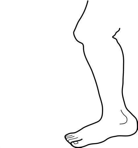 Leg Clipart Leg Transparent Free For Download On Webstockreview 2019