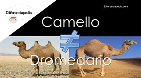 Diferencia Entre Camello Y Dromedario La Web De
