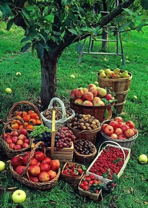 Harvest Basket Fruit Basket Harvest Time Fall Harvest Bountiful