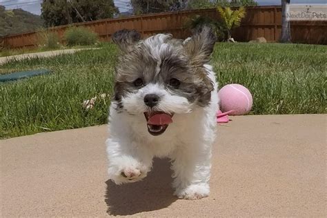 Check spelling or type a new query. Holly: Mal-Shi - Malshi puppy for sale near San Diego ...