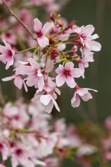 Sakura Tree In Bloom Stock Image Image Of Beauty Fragrant 49852389