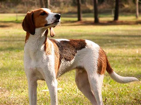 American English Coonhound Características Personalidad Y Cuidados