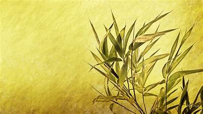 Bamboo Simple Leaves Oriental Nature Desktop Wallpapers