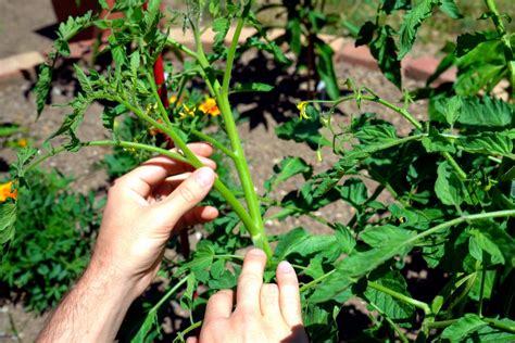 Should You Prune Tomato Plants Pros And Cons Tomato Geek