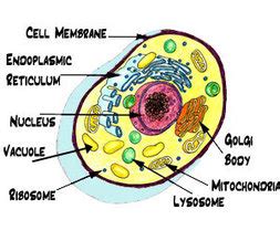 Cells are covered by a cell membrane and come in many different shapes. Home madisonbutlerscienceproject.weebly.com