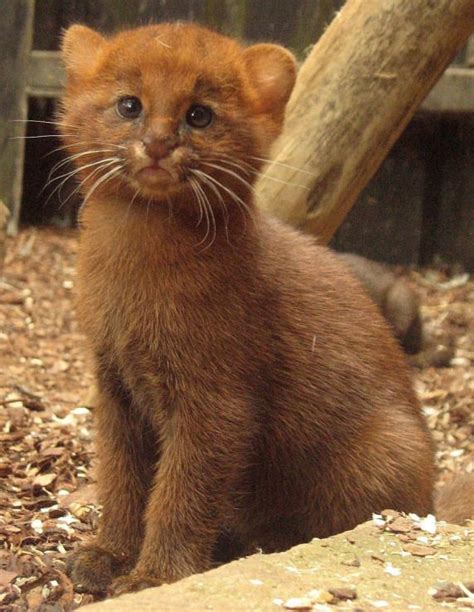 Six Weeks Old Jaguarundi Kitten A Small Wild Cat Native To Central And