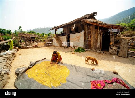 Indian Woman With Grains Near His House On A Remote Village In Kumaon Hills Kot Kendri Village