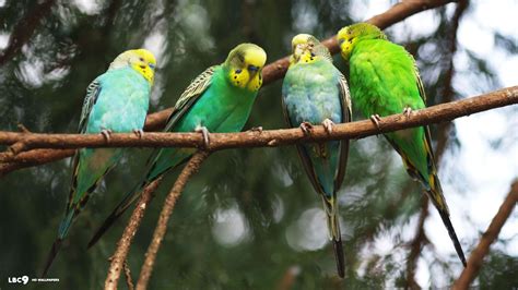 Budgies Wallpapers Wallpaper Cave