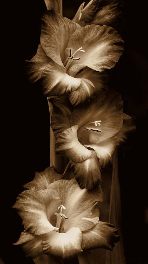 Gladiola Flowers Evening Light In Sepia Photograph By Jennie Marie