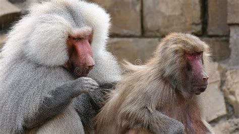 Baboons Grooming Stock Image Image Of Adult Female 145771755