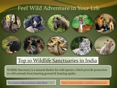 Top 10 Wildlife Sanctuary In India