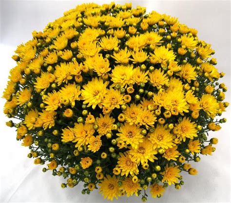Mum Chrysanthemum X Morifolium Veritas Yellow Lucas Greenhouses