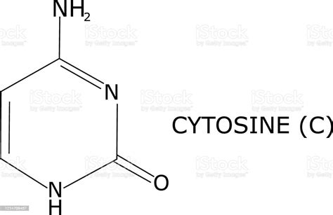 Ilustración De Estructura Molecular Citosina Aislada Sobre Fondo Blanco Con Su Nombre Una De Las