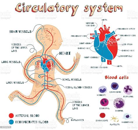 Vector De Ilustración De Dibujos Animados Sistema Circulatorio Para