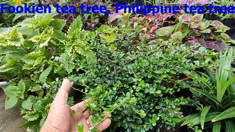 Tsaang Gubat Carmona Retusa Philippine Tea Tree Fookien Tea Tree