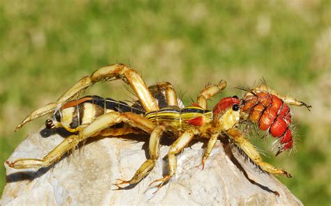 100 Most Weirdest And Rarest Animals In The World Video Just 4 Pet Care