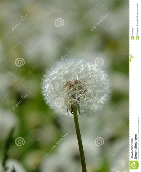 Dandelion Seeds Blowball Stock Image Image Of Colour 59535247