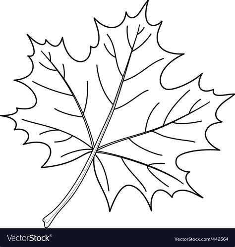 Leaf Of A Maple Contour Royalty Free Vector Image
