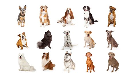 57 Razas De Tabla De Perros  Png 16 20 Ubicaciondepersonas