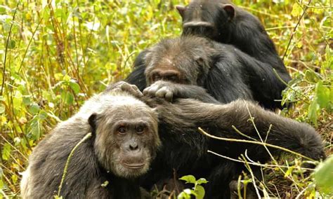 Chimps Pare Down Their Social Circle In Later Years Study