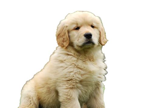 Golden Retriever Puppy Png تنزيل مجاني Png All