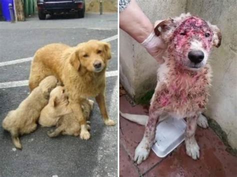 I cani, per la maggior parte cuccioli tra i 5 mesi e l'anno di età di svariate razze tra cui setter inglese, cocker, carlino, barboncino, maltese, chihuahua e golden retriever, erano rinchiusi in spazi pieni di tutti i cani sono stati posto sotto sequestro penale e in attesa di essere trasferiti in strutture idonee. Cani maltrattati, le crudeltà in Calabria: l'inchiesta di ...