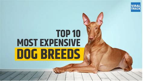 10 Most Expensive Dog Breeds Of The World Viral Track