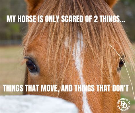 11 Most Loved Horse Memes By Double D Trailers