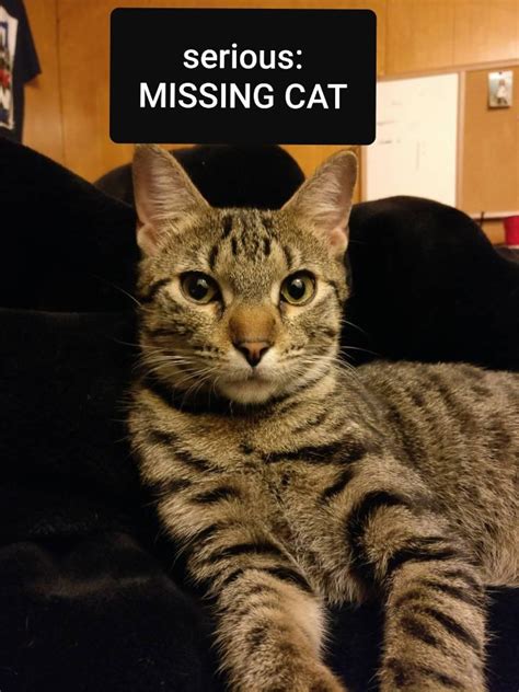 Lost Cat Rdenton